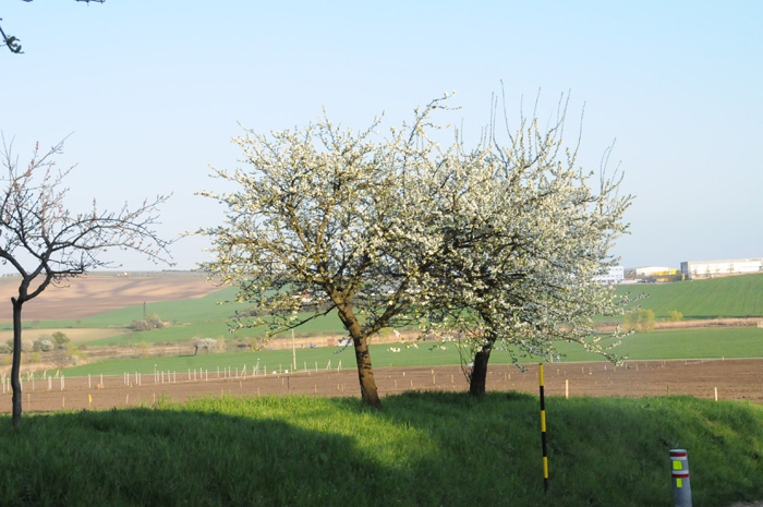 [58]Morava 2010